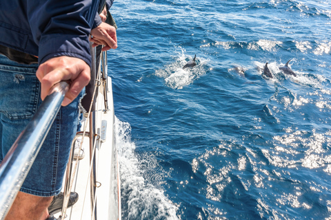 Från Funchal: Delfin- och valsafari vid Madeiras kust