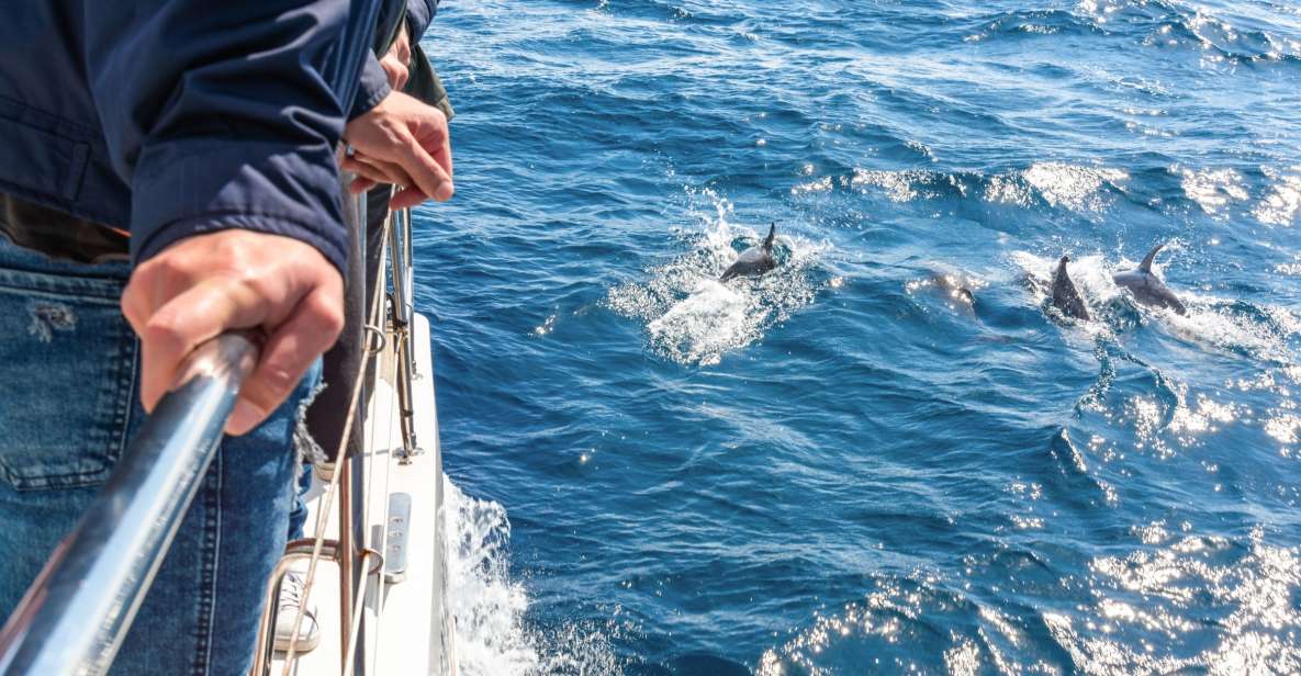 Do Funchal: Excursão de Observação de Golfinhos e Baleias da Madeira
