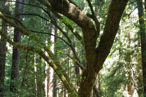 San Francisco: Muir Woods and Sausalito Entry Fee Included