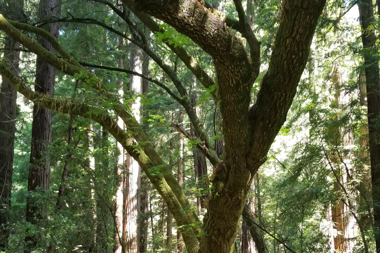 San Francisco: Muir Woods und Sausalito Eintrittsgeld inbegriffen