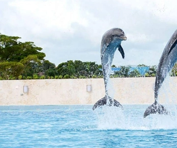 Punta Cana: Swimming with Dolphins.