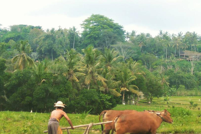 Bali: vida rural em Bongkasa e ritual de purificação em Taman Beji