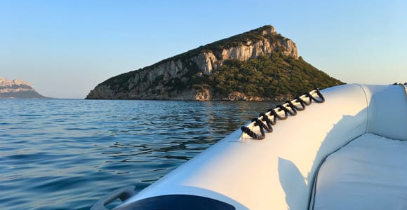 From Olbia or Golfo Aranci: RIB tour with Dolphin Watching