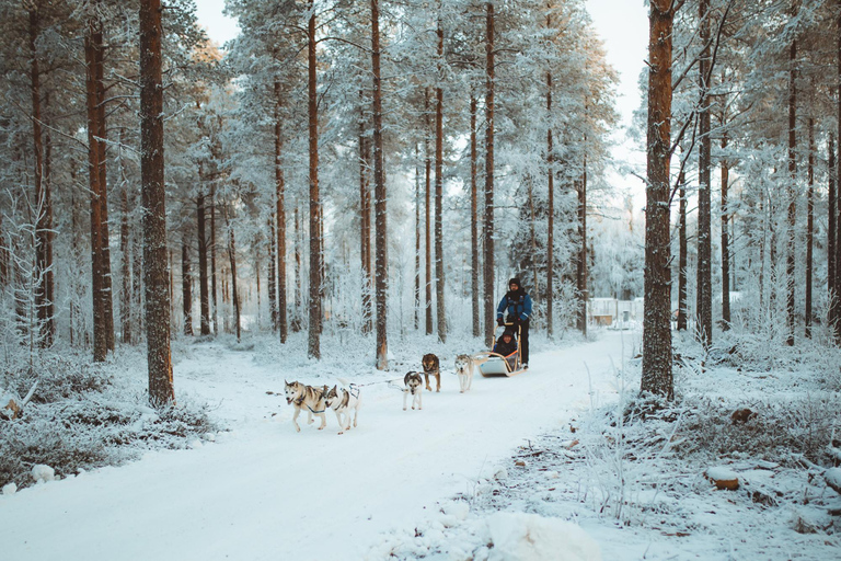 Rovaniemi : Balade en traîneau à huskies au début de l&#039;hiver