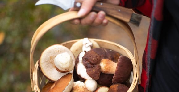Rovaniemi: Arctic Wild Berry & Mushroom Foraging and Tasting