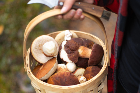 Rovaniemi: Arctic Wild Berry & Mushroom Foraging and Tasting
