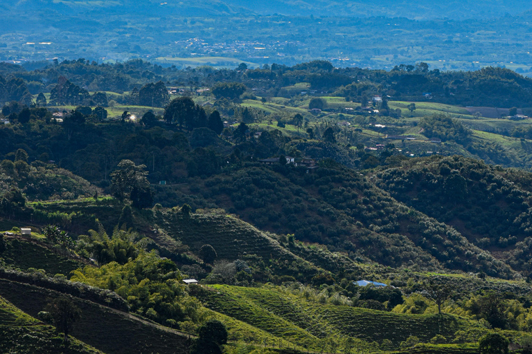 Bogotá to Cali: Private Luxury Journey through the Andes and Coffee