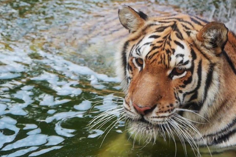 Tabernas: MiniHollywood Oasys Entry Ticket & Optional Buffet MiniHollywood Oasys Entry Ticket with Buffet