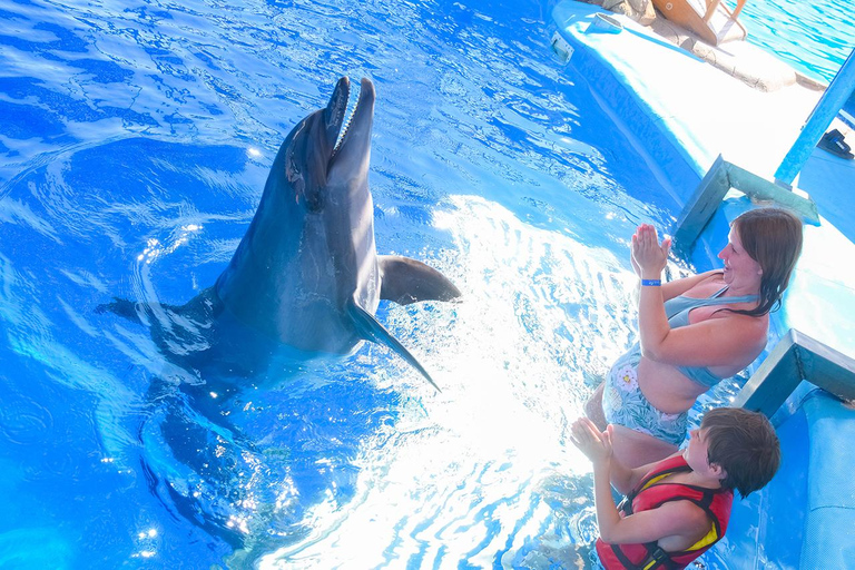 Hurghada: Nadar en familia con delfines