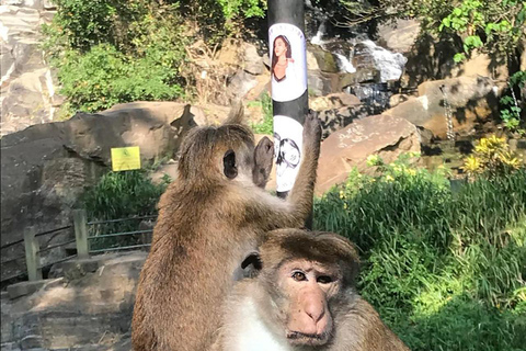 From Kandy: Sigiriya and Dambulla Day Tour with group tours