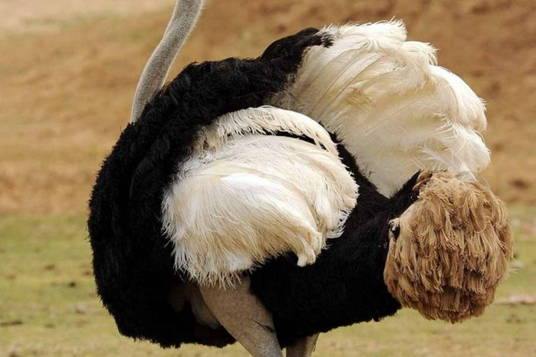 Day tour to Maasai Ostrich Farm in Kitengela