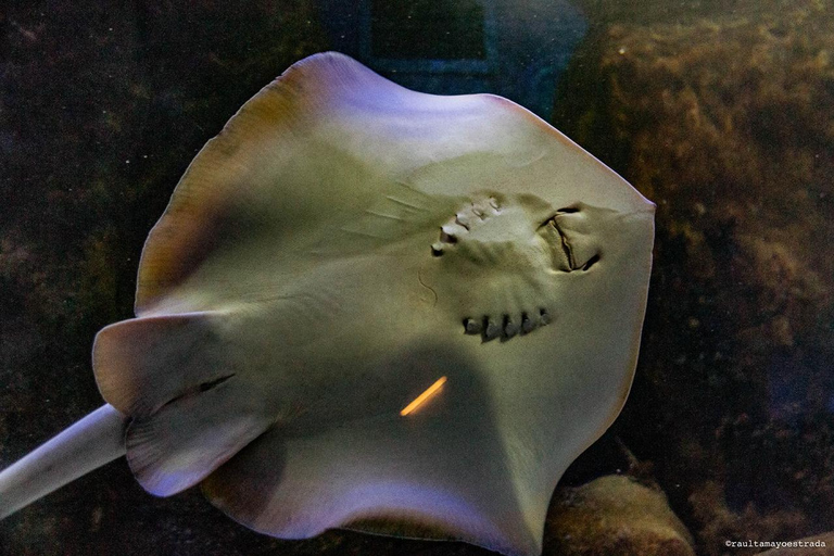 Río de Janeiro: ticket de entrada a AquaRio