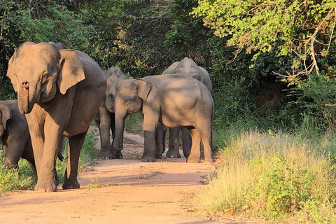 From Sigiriya: Wasgamuwa Wildlife Safari Tour