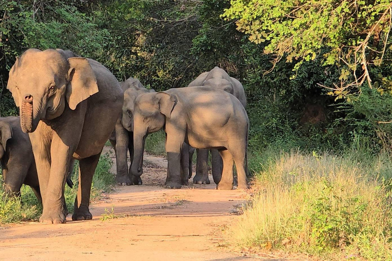 From Sigiriya: Wasgamuwa Wildlife Safari Tour