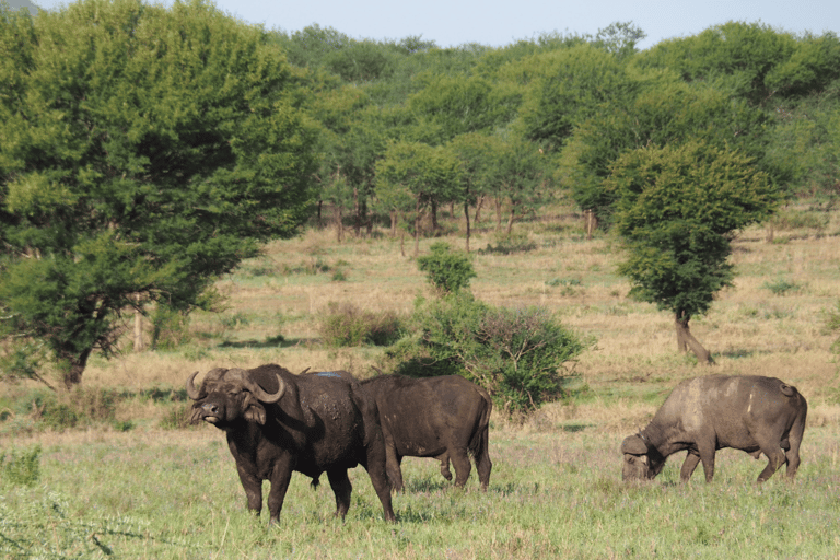 Tanzania: 13-Day Safari & Zanzibar Beach Holiday