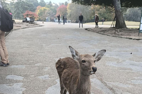 Nara Gardens and Temples Private Guided Tour with Transport