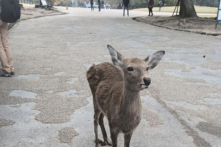 Nara Gardens and Temples Private Guided Tour with Transport