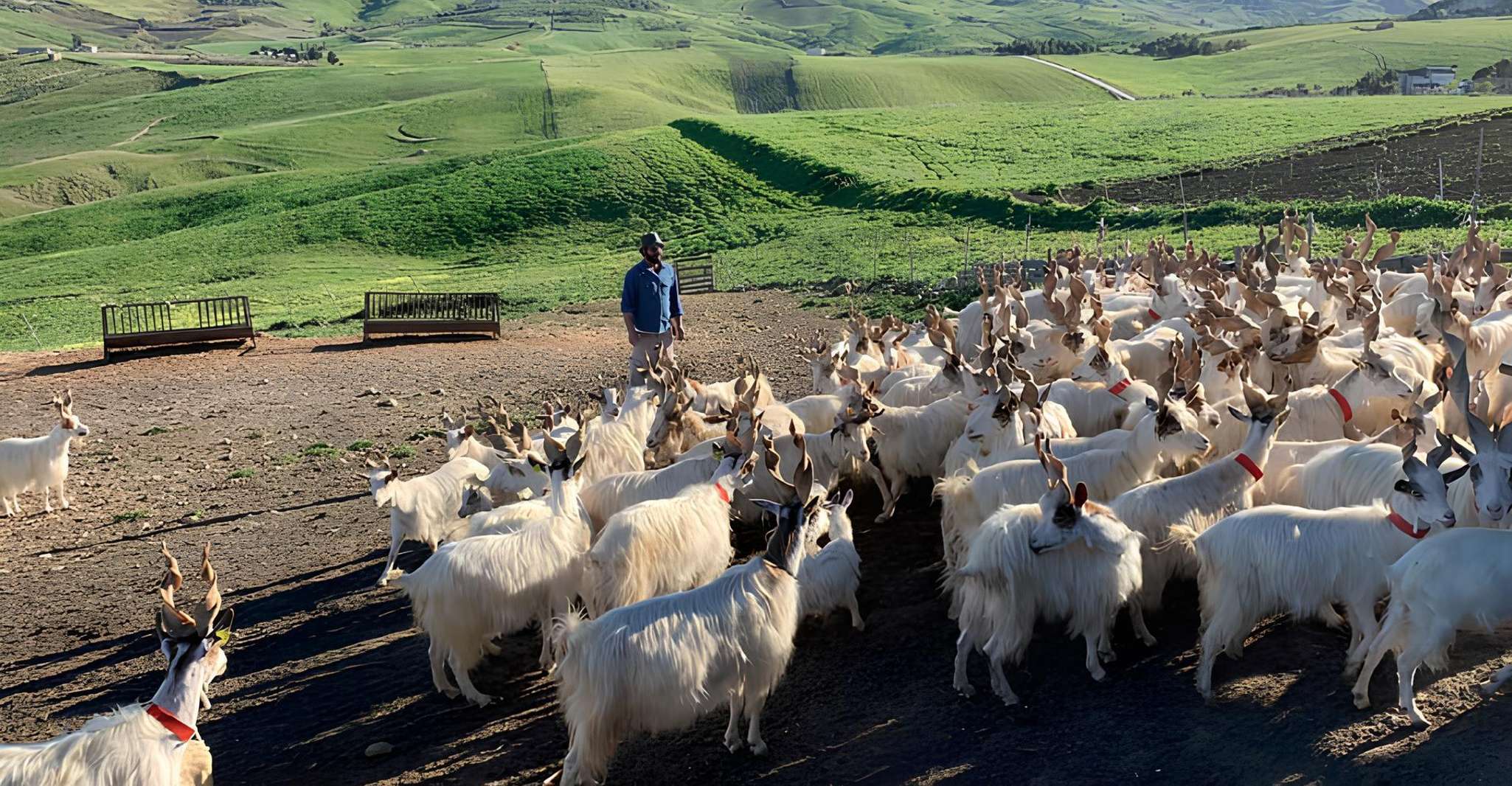 Experience with Girgentan goats in Agrigento - Housity