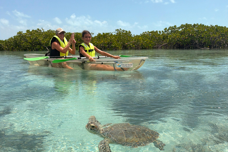 Providenciales Mangrove Kayak Tour With Turtle Sightings
