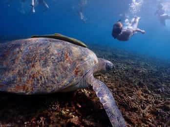 Koh Tao: Golden Hour Getaway – din sene start på paradiset
