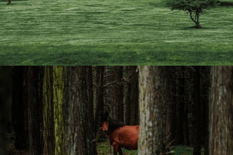 Chongqing: 5-Day Private Tour with Hotel & Transfers 8 people in an independent group