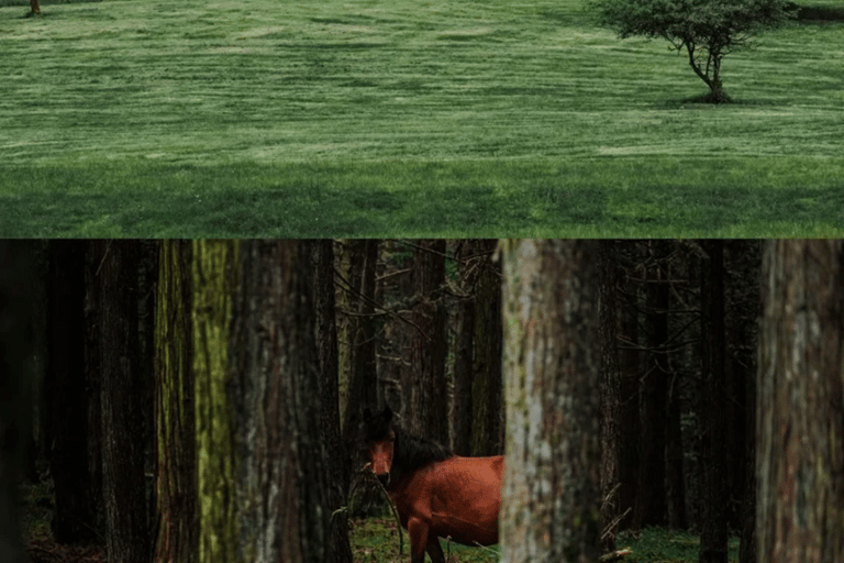 Chongqing: 5-Day Private Tour with Hotel & Transfers 8 people in an independent group