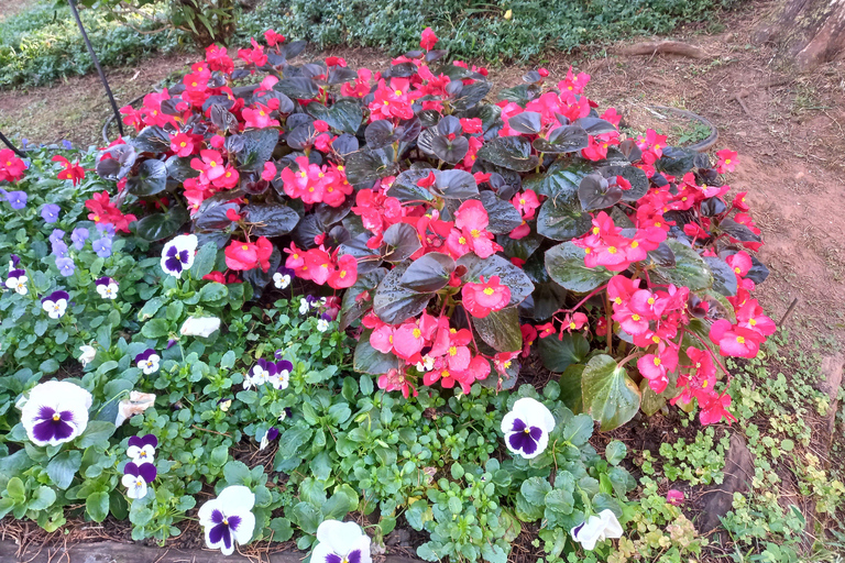 Chiang Rai: Mountains Discovery Doi Mae Salong & Doi Tung Mountains Discovery:Doi Mae Salong & Doi Tung (Private Tour)