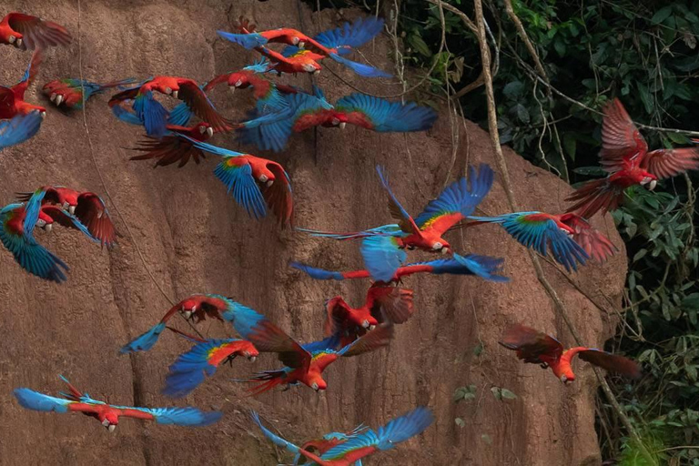 Madre de Dios: Lake Saldoval + Visit to the Macaws