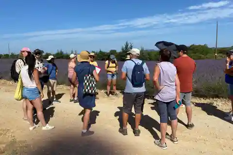 Valensole: Visita a uma vinícola e a uma fazenda de lavanda