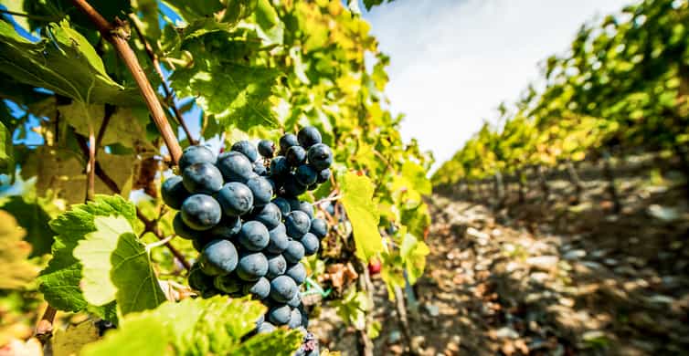 From Florence: Tuscany Wine & Food Tour with Guide