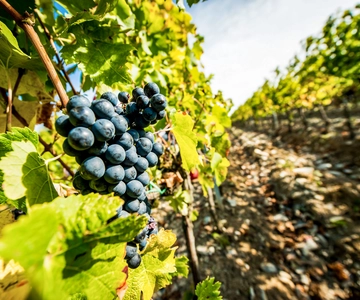 From Florence: Tuscany Wine & Food Tour with Guide