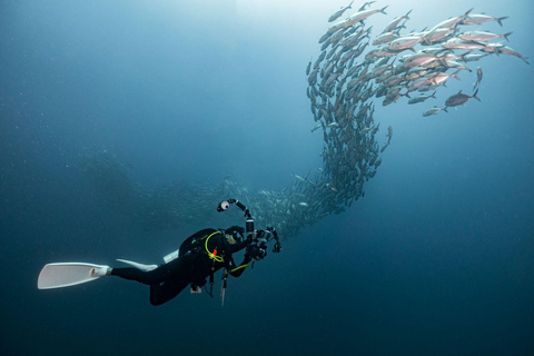 Similan 2Day-1Night Onboard MV Koon Scuba Dive or Non-Dive From Phuket Similan MV Koon Scuba with Dive - Sharing Room