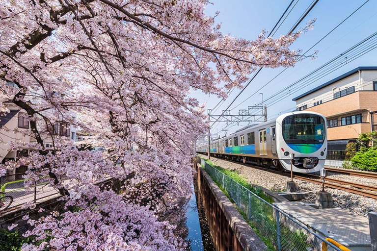 Tokyo: Skytree, Asakusa, och Meiji Shrine ,Shibuya crossing,