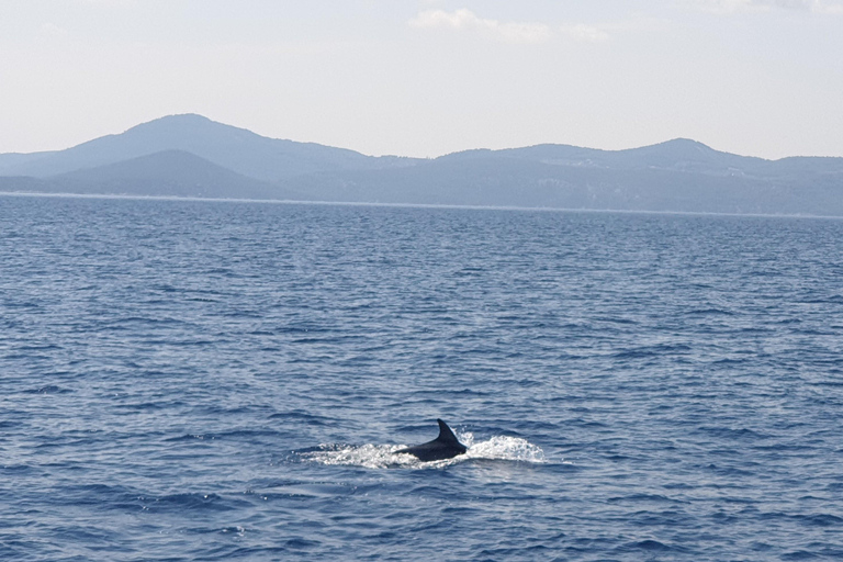 Croisière privée en catamaran sur la Riviera d'Athènes avec repas et boissonsCôte d'Athènes : Croisière privée en catamaran avec repas et boissons