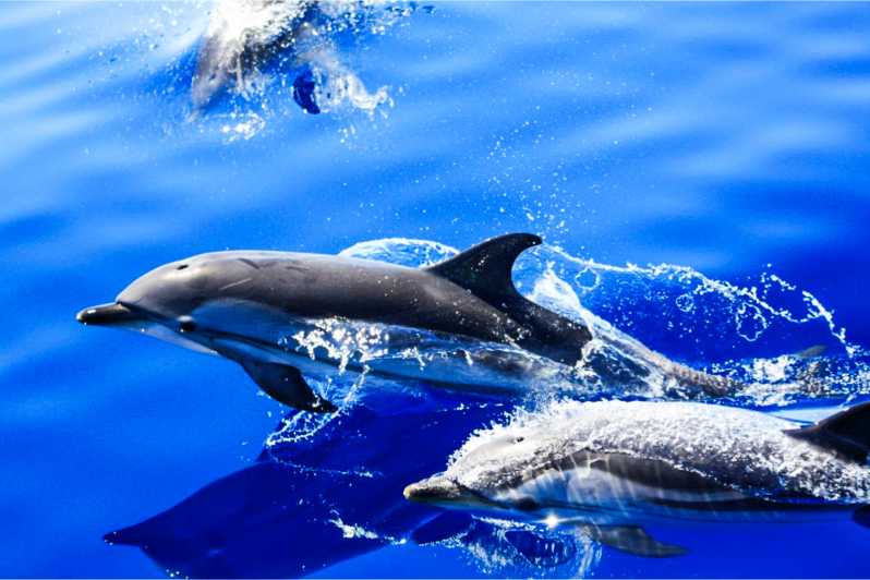 Puerto del Carmen : Excursion en bateau rapide pour l'observation des dauphins avec baignade