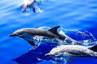 Puerto del Carmen: Tour in motoscafo con nuoto per osservare i delfini