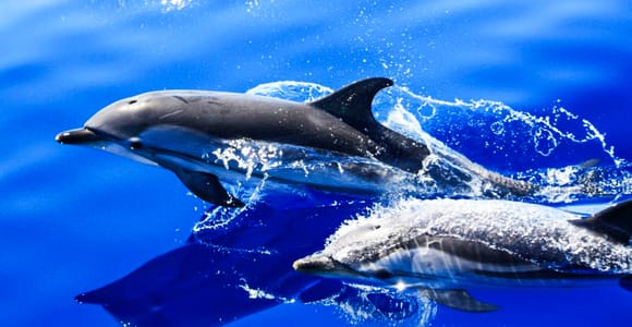 Puerto del Carmen: Dolphin-Watching Speedboat Tour with Swim