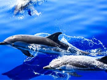 Puerto del Carmen: Dolphin-Watching Speedboat Tour with Swim