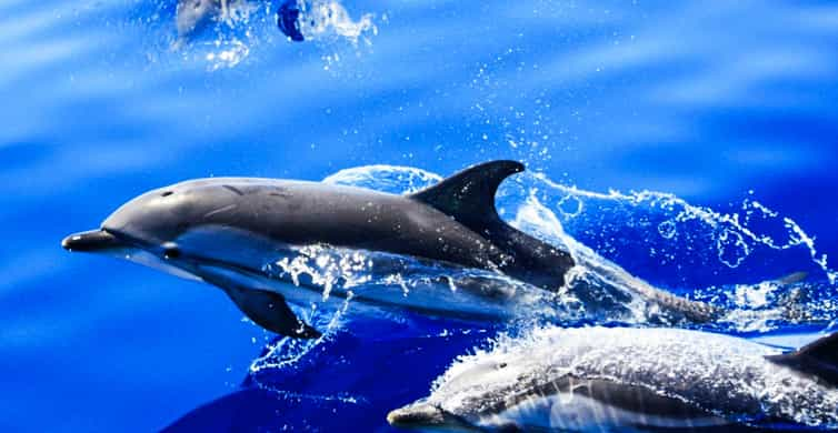 Puerto del Carmen Dolphin Watching Speedboat Tour with Swim