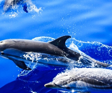 Puerto del Carmen: Dolfijnen kijken per speedboot met zwemmen