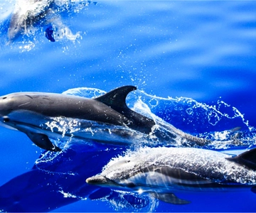 Puerto del Carmen: Dolphin-Watching Speedboat Tour with Swim