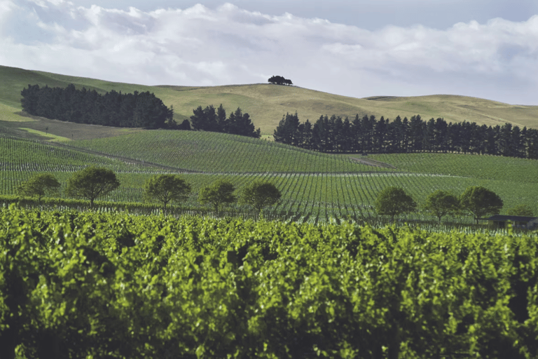 Christchurch: Waipara Wine Trail with Lunch Included