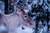 Helsinki reindeer farm visit with photos - Housity