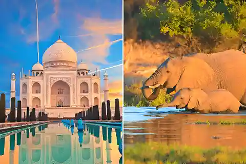 Da Delhi: Tour all'alba del Taj Mahal e della conservazione degli elefanti