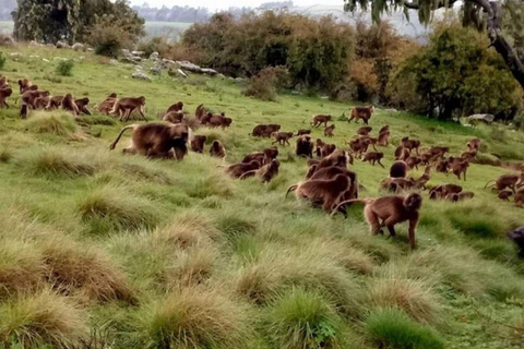 From Addis Ababa: 4-Day Alatish National Park Safari