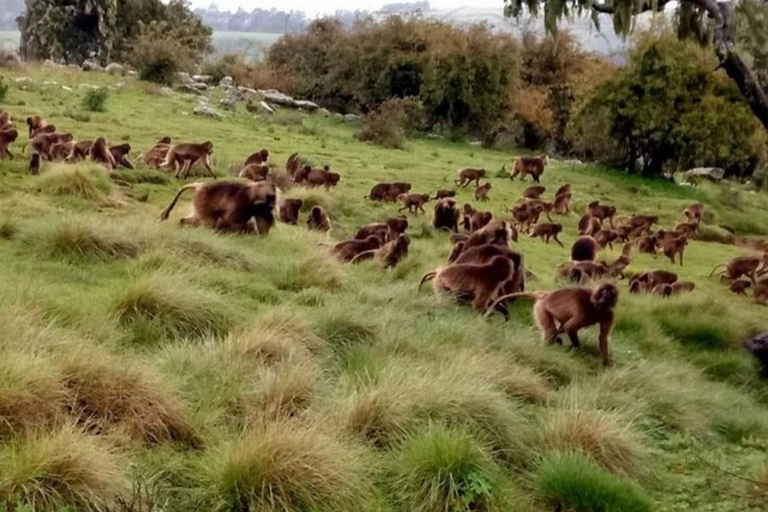 From Addis Ababa: 4-Day Alatish National Park Safari