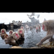 From Tokyo: Snow Monkey Park Full-Day Private Tour From Tokyo: Snow Monkey Park Full-Day Private Tour