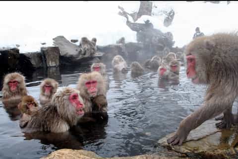 From Tokyo: Snow Monkey Park Full-Day Private Tour - Image 3