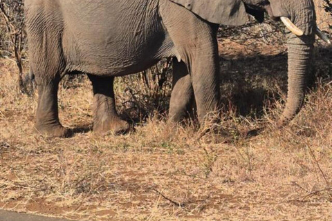 From Maputo: 2-Day Kruger National Park Safari