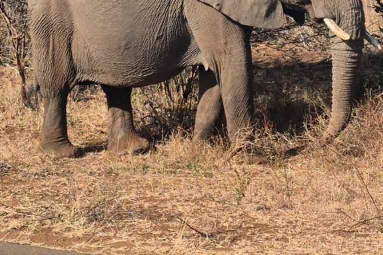 From Maputo: 2-Day Kruger National Park Safari